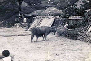 1950년대중반 민락동본동(대우앞)