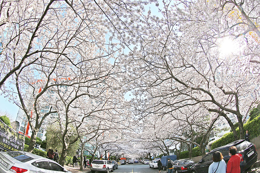 남천동 벚꽃거리