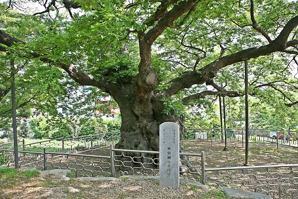 500년 푸조나무 후계목과 251명의 친구들 1