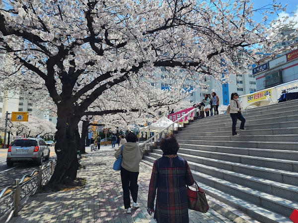 남천2동 벚나무 명찰이 달렸어요 첨부파일 이미지