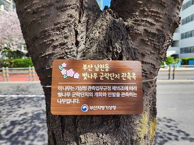 남천2동 벚나무 명찰이 달렸어요 2