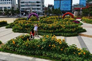 광안리에 피어난 해바라기