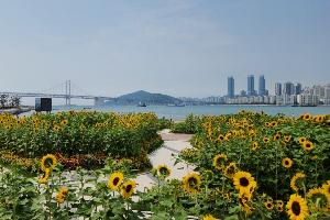 해바라기, 바다를 만나다