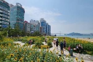 수영이야기 90 민락동 해바라기 / 한쪽만 바라보는 일편단심 같아요