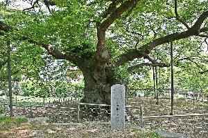 500년 푸조나무 후계목과 251명의 친구들