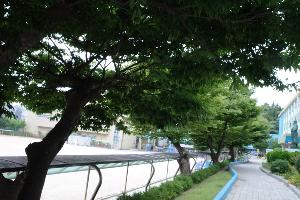 수영이야기105 민락초등학교 느티나무/민락동 유서 깊은 학교 ` 학자수 나무