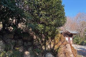 수영이야기110 호암정 은목서/마음과 마음으로 이어지는 호암골 제당과 나무