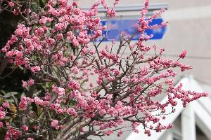 구화(區花) 변경을 위한 구민 의견 수렴 나서