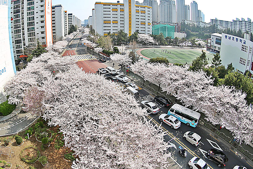 Namcheon-dong Cherry Blossom Street 2