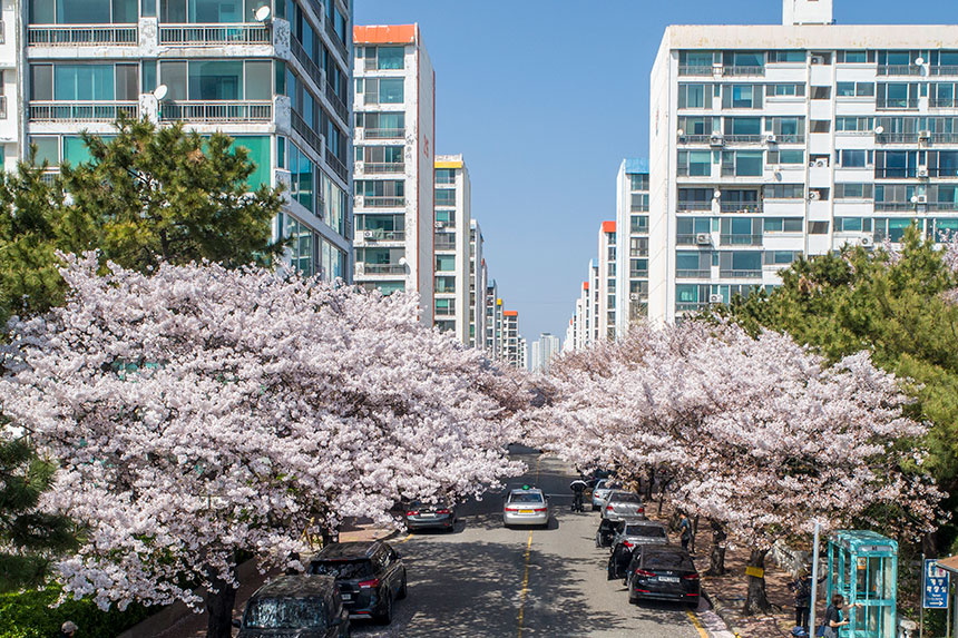 Namcheon-dong Cherry Blossom Street 3