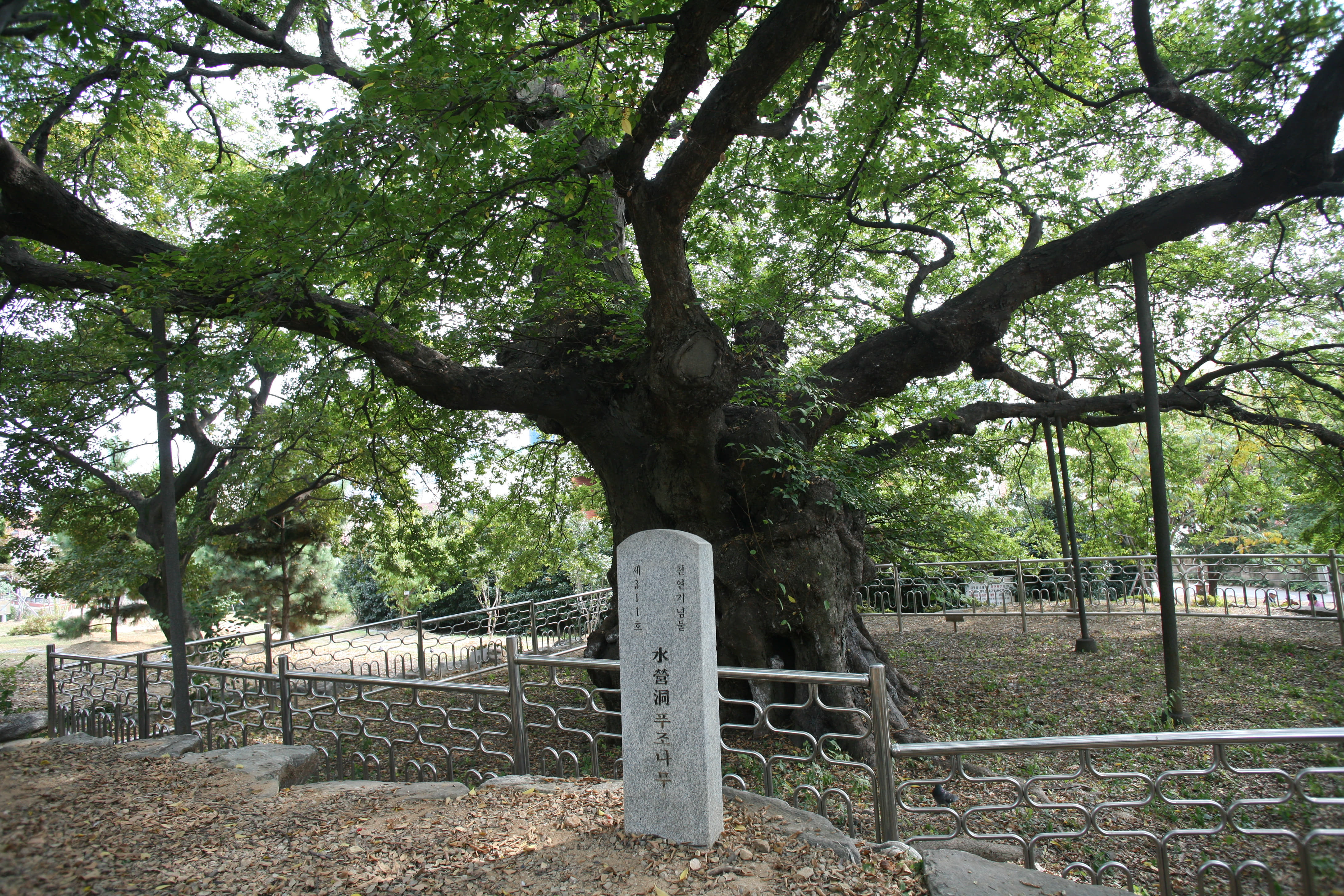 Jwasuyeong Fortress Site Muku Tree (Natural Monument No. 311) 1