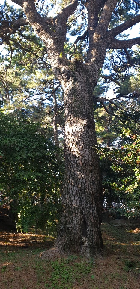 Jwasuyeong Fortress Site Japanese Black Pine (Natural Monument No. 270) 1