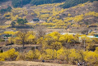 산수유 꽃축제(구례)