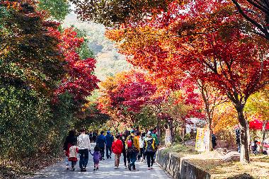 지리산 피아골단풍축제(구례)