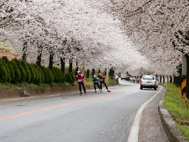 제6경 : 섬진강 벚꽃길